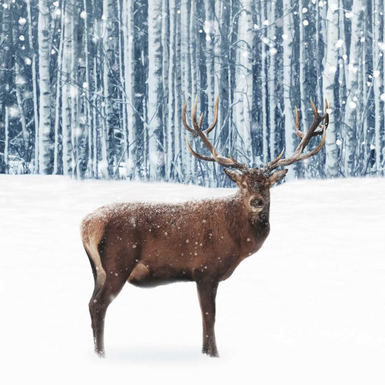 Picture of Deep Forest Stag